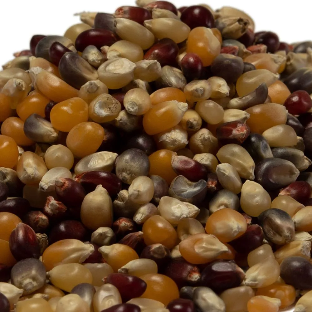 Close-up of colorful non-GMO gourmet popcorn kernels