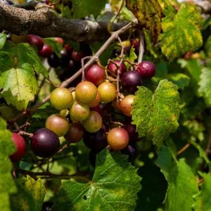Ripe muscadine grapes growing on a vine among green leaves.